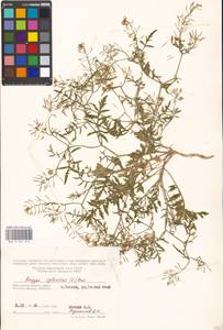 Rorippa sylvestris (L.) Besser, Eastern Europe, Moscow region (E4a) (Russia)