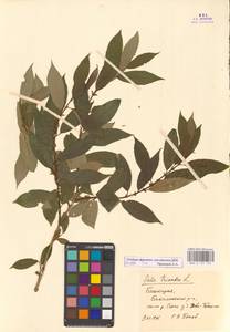 Salix triandra L., Eastern Europe, Eastern region (E10) (Russia)