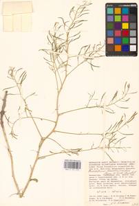 Guenthera persica subsp. persica, Eastern Europe, Lower Volga region (E9) (Russia)