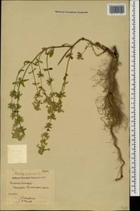 Stachys annua subsp. annua, Caucasus, Armenia (K5) (Armenia)