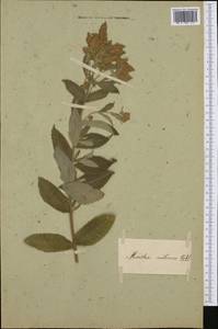 Mentha longifolia (L.) Huds., Western Europe (EUR) (Not classified)