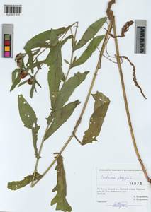 Centaurea phrygia L., Siberia, Altai & Sayany Mountains (S2) (Russia)