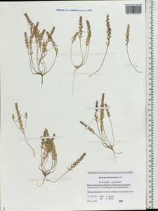 Alyssum turkestanicum Regel & Schmalh. ex Regel, Eastern Europe, Lower Volga region (E9) (Russia)