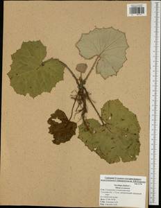 Tussilago farfara L., Eastern Europe, Central region (E4) (Russia)