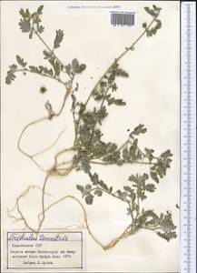 Tribulus terrestris L., Middle Asia, Northern & Central Tian Shan (M4) (Kyrgyzstan)