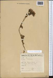 Centaurium erythraea, Caucasus, Stavropol Krai, Karachay-Cherkessia & Kabardino-Balkaria (K1b) (Russia)