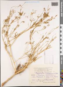 Zygophyllum eichwaldii C. A. Mey., Middle Asia, Karakum (M6) (Turkmenistan)