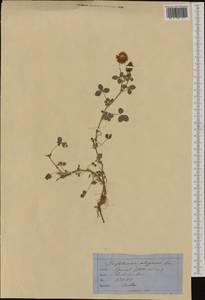 Trifolium hybridum subsp. elegans (Savi)Asch. & Graebn., Western Europe (EUR) (France)