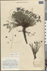 Oxytropis albana Steven, Caucasus, North Ossetia, Ingushetia & Chechnya (K1c) (Russia)