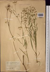 Bupleurum scorzonerifolium Willd., Siberia, Central Siberia (S3) (Russia)