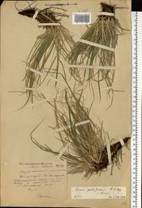 Carex pediformis C.A.Mey., Eastern Europe, Middle Volga region (E8) (Russia)