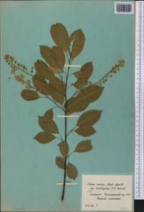 Prunus serotina Ehrh., America (AMER) (Russia)