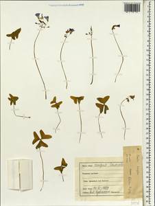 Oxalis latifolia, South Asia, South Asia (Asia outside ex-Soviet states and Mongolia) (ASIA) (India)