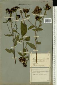 Centaurea phrygia L., Eastern Europe, Latvia (E2b) (Latvia)