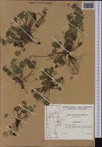 Geranium molle L., Western Europe (EUR) (Denmark)