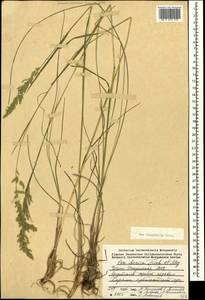 Poa longifolia Trin., Caucasus, North Ossetia, Ingushetia & Chechnya (K1c) (Russia)