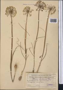 Allium sabulosum Steven ex Bunge, Middle Asia, Muyunkumy, Balkhash & Betpak-Dala (M9) (Kazakhstan)