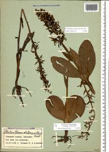 Platanthera chlorantha (Custer) Rchb., Caucasus, Stavropol Krai, Karachay-Cherkessia & Kabardino-Balkaria (K1b) (Russia)