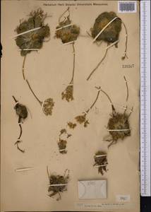 Rosularia platyphylla (Schrenk) A. Berger, Middle Asia, Dzungarian Alatau & Tarbagatai (M5) (Kazakhstan)