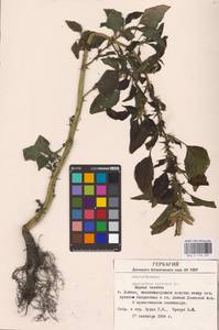 Amaranthus spinosus L., Eastern Europe, South Ukrainian region (E12) (Ukraine)
