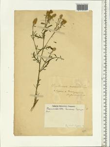 Centaurea stoebe subsp. stoebe, Eastern Europe, South Ukrainian region (E12) (Ukraine)