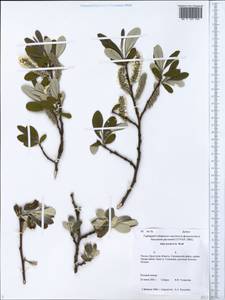 Salix krylovii E. L. Wolf, Siberia, Baikal & Transbaikal region (S4) (Russia)