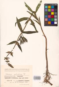 MHA 0 154 932, Stachys palustris L., Eastern Europe, Lower Volga region (E9) (Russia)
