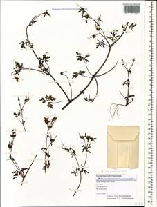 Geranium purpureum Vill., Caucasus, Black Sea Shore (from Novorossiysk to Adler) (K3) (Russia)