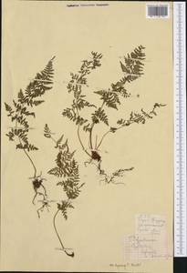 Cystopteris fragilis (L.) Bernh., Western Europe (EUR) (Croatia)