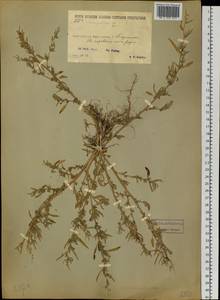 Chenopodium, Siberia, Baikal & Transbaikal region (S4) (Russia)