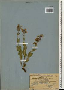 Nepeta betonicifolia, Caucasus, Azerbaijan (K6) (Azerbaijan)
