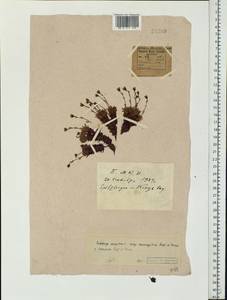 Saxifraga cespitosa L., Eastern Europe, Northern region (E1) (Russia)