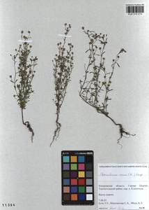 Chaenorhinum minus, Siberia, Altai & Sayany Mountains (S2) (Russia)