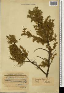 Juniperus communis var. communis, Caucasus, Stavropol Krai, Karachay-Cherkessia & Kabardino-Balkaria (K1b) (Russia)