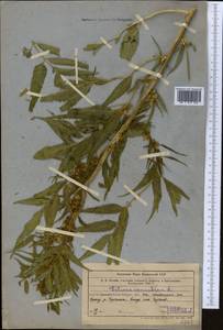 Datisca cannabina L., Middle Asia, Western Tian Shan & Karatau (M3) (Uzbekistan)
