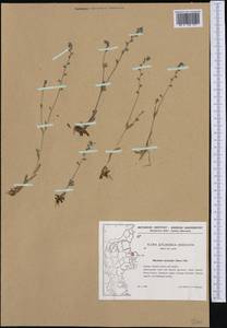 Myosotis discolor Pers., Western Europe (EUR) (Denmark)