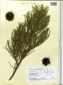 Pinus sylvestris L., Eastern Europe, Central region (E4) (Russia)