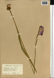 Gladiolus imbricatus L., Eastern Europe, West Ukrainian region (E13) (Ukraine)
