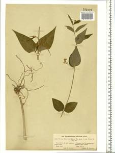 Vincetoxicum hirundinaria Medik., Eastern Europe, South Ukrainian region (E12) (Ukraine)