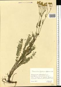 Tanacetum millefolium (L.) Tzvelev, Eastern Europe, South Ukrainian region (E12) (Ukraine)