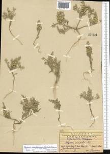 Alyssum szovitsianum Fisch. & C.A.Mey., Middle Asia, Western Tian Shan & Karatau (M3) (Kazakhstan)