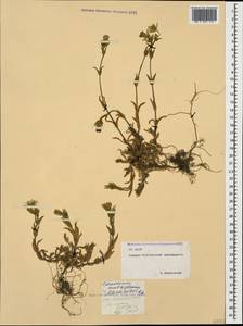 Cerastium multiflorum C. A. Mey., Caucasus, North Ossetia, Ingushetia & Chechnya (K1c) (Russia)