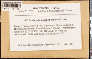 Brotherella henonii (Duby) M. Fleisch., Bryophytes, Bryophytes - Asia (outside ex-Soviet states) (BAs) (Japan)