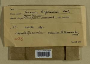 Grimmia longirostris Hook., Bryophytes, Bryophytes - Permsky Krai, Udmurt Republic, Sverdlovsk & Kirov Oblasts (B8) (Russia)