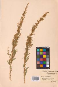 Krascheninnikovia ceratoides (L.) Gueldenst., Eastern Europe, Lower Volga region (E9) (Russia)