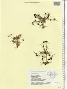 Cyperus fuscus L., Eastern Europe, Central region (E4) (Russia)