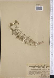 Acanthophyllum elatius Bunge ex Boiss., Middle Asia, Syr-Darian deserts & Kyzylkum (M7)