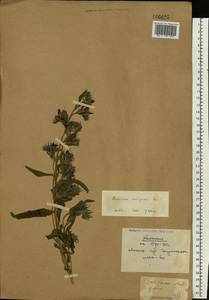 Echium vulgare L., Eastern Europe, Belarus (E3a) (Belarus)