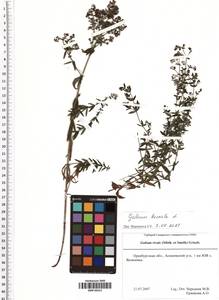Galium boreale L., Eastern Europe, Eastern region (E10) (Russia)