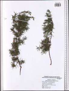 Juniperus communis L., Eastern Europe, Central region (E4) (Russia)